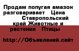 Продам попугая амазон разговаривает › Цена ­ 35 000 - Ставропольский край Животные и растения » Птицы   
